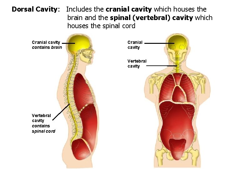 Dorsal Cavity: Includes the cranial cavity which houses the brain and the spinal (vertebral)