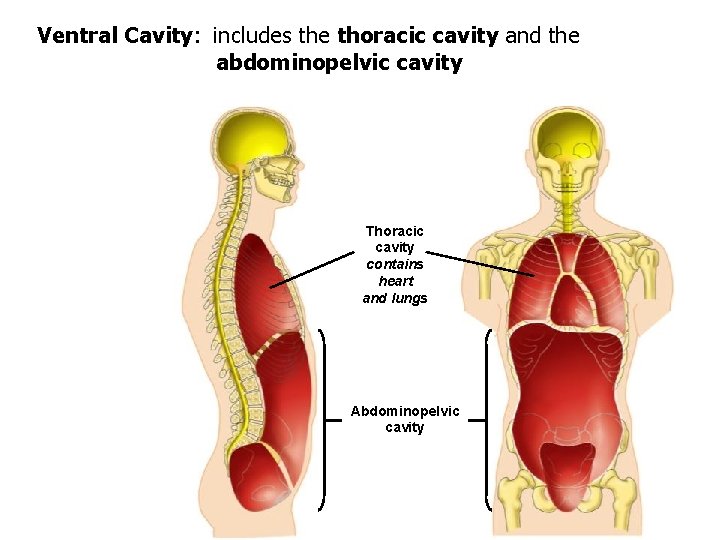 Ventral Cavity: includes the thoracic cavity and the abdominopelvic cavity Thoracic cavity contains heart