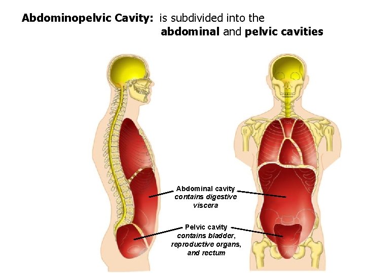 Abdominopelvic Cavity: is subdivided into the abdominal and pelvic cavities Abdominal cavity contains digestive
