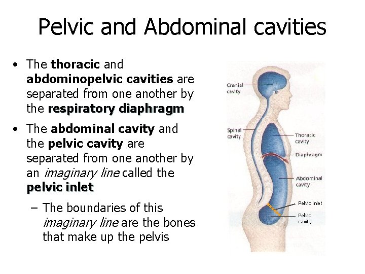 Pelvic and Abdominal cavities • The thoracic and abdominopelvic cavities are separated from one