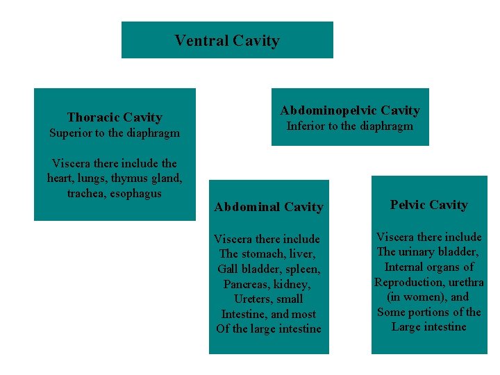 Ventral Cavity Thoracic Cavity Superior to the diaphragm Viscera there include the heart, lungs,
