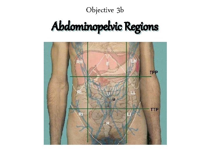 Objective 3 b Abdominopelvic Regions 