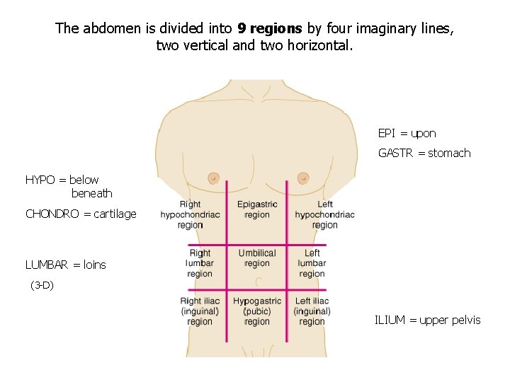The abdomen is divided into 9 regions by four imaginary lines, two vertical and