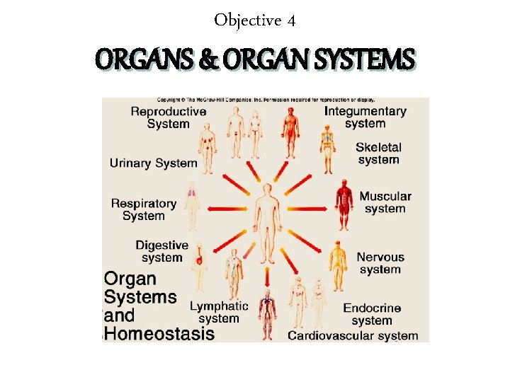 Objective 4 ORGANS & ORGAN SYSTEMS 