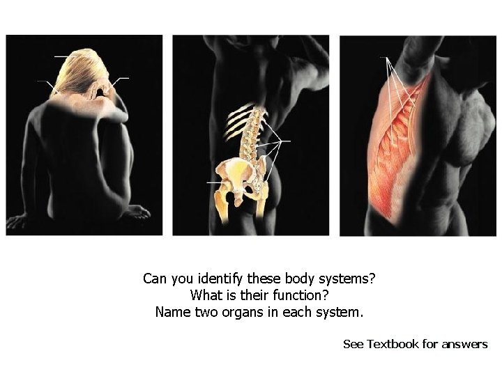 Can you identify these body systems? What is their function? Name two organs in
