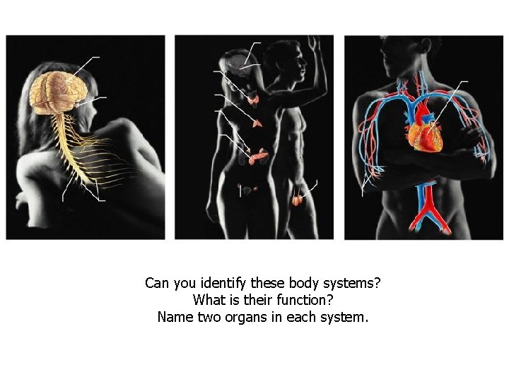 Can you identify these body systems? What is their function? Name two organs in