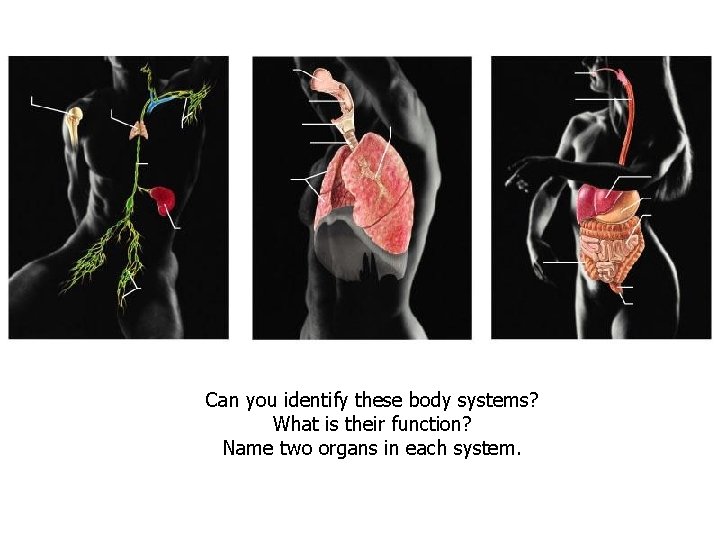 Can you identify these body systems? What is their function? Name two organs in