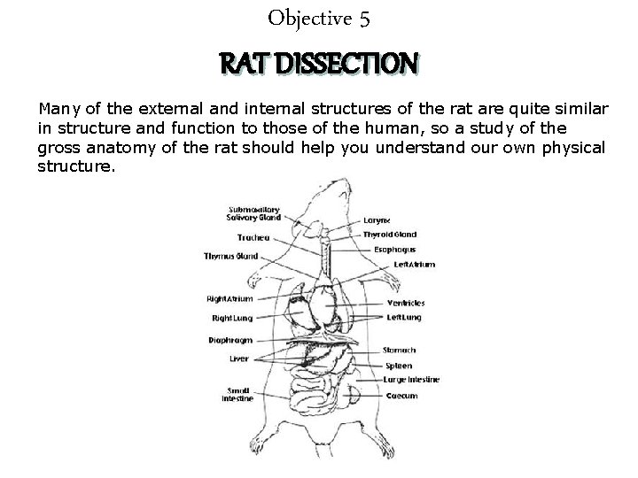 Objective 5 RAT DISSECTION Many of the external and internal structures of the rat