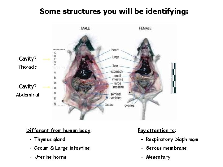 Some structures you will be identifying: Cavity? Thoracic Cavity? Abdominal Different from human body: