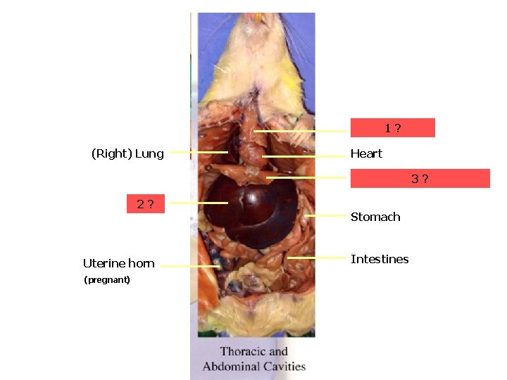 Thymus 1 ? Gland (Right) Lung Heart Respiratory 3 Diaphragm ? Liver 2? Uterine