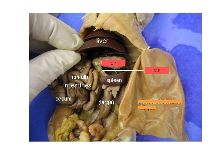 1? pancreas 2? (small) cecum (large) 