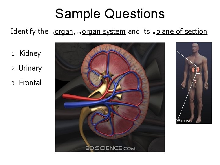 Sample Questions Identify the organ, organ system and its plane of section (1) 1.