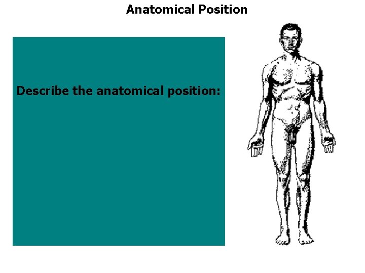 Anatomical Position Describe the anatomical position: the body is erect the feet are on