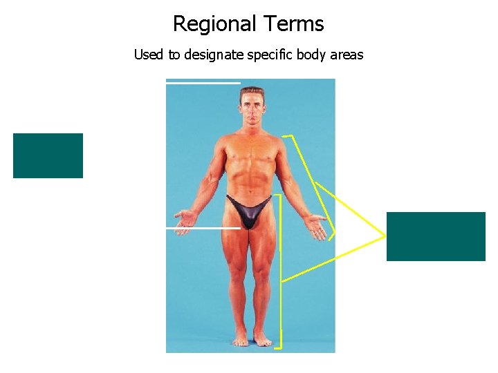 Regional Terms Used to designate specific body areas AXIAL DIVISION (Torso) APPENDICULAR DIVISION (Limbs)