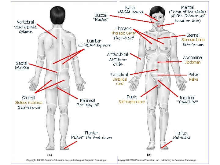 Nasal NASAL sound Buccal Vertebral “Buckle” VERTEBRAL column Mental (Think of the statue of