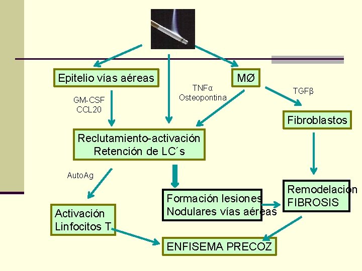 Epitelio vías aéreas GM-CSF CCL 20 TNFα Osteopontina MØ TGFβ Fibroblastos Reclutamiento-activación Retención de