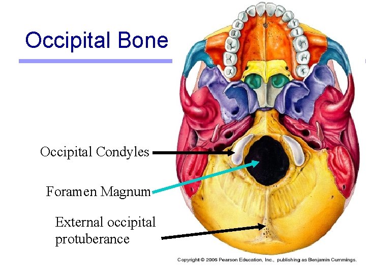 Occipital Bone Occipital Condyles Foramen Magnum External occipital protuberance 