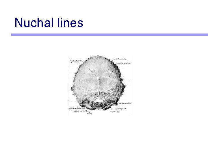 Nuchal lines 