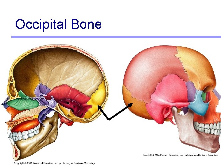 Occipital Bone 