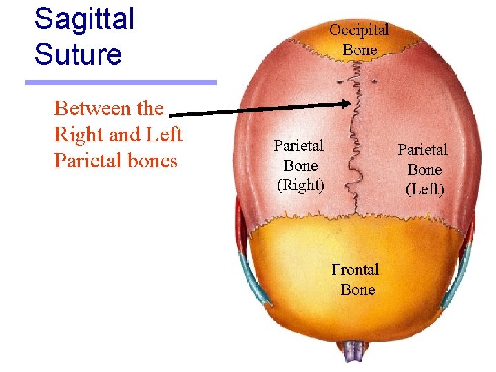 Sagittal Suture Between the Right and Left Parietal bones Occipital Bone Parietal Bone (Right)