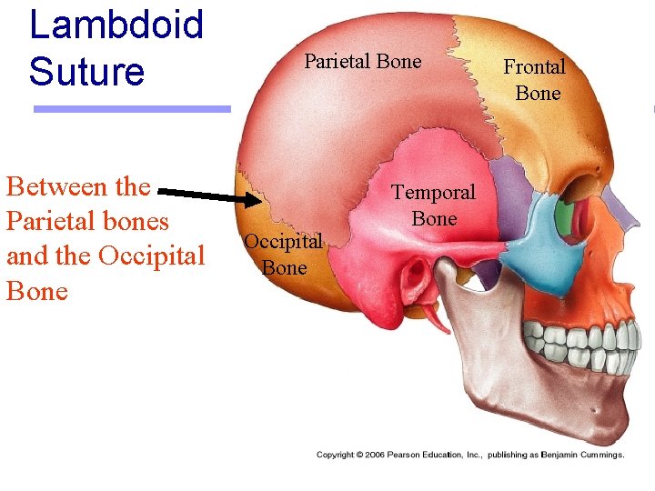 Lambdoid Suture Between the Parietal bones and the Occipital Bone Parietal Bone Occipital Bone