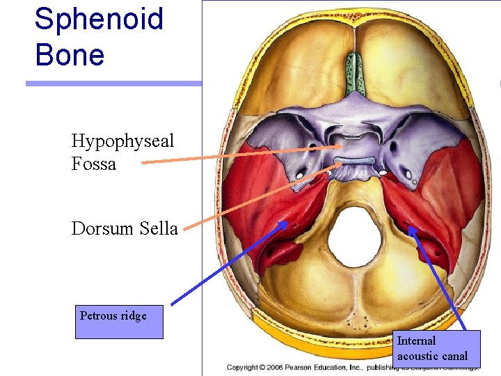 Sphenoid Bone Hypophyseal Fossa Dorsum Sella Petrous ridge Internal acoustic canal 