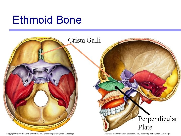 Ethmoid Bone Crista Galli Perpendicular Plate 