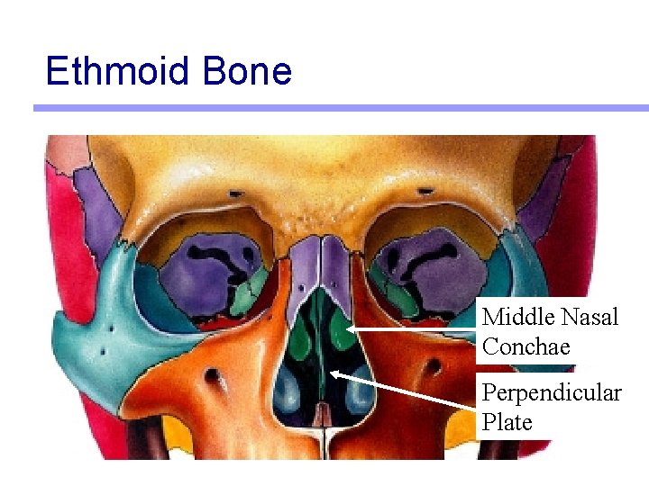 Ethmoid Bone Middle Nasal Conchae Perpendicular Plate 