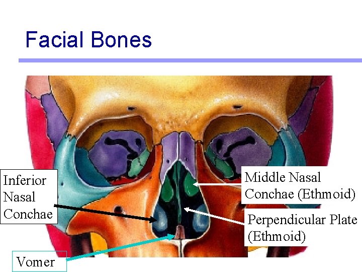 Facial Bones Inferior Nasal Conchae Vomer Middle Nasal Conchae (Ethmoid) Perpendicular Plate (Ethmoid) 