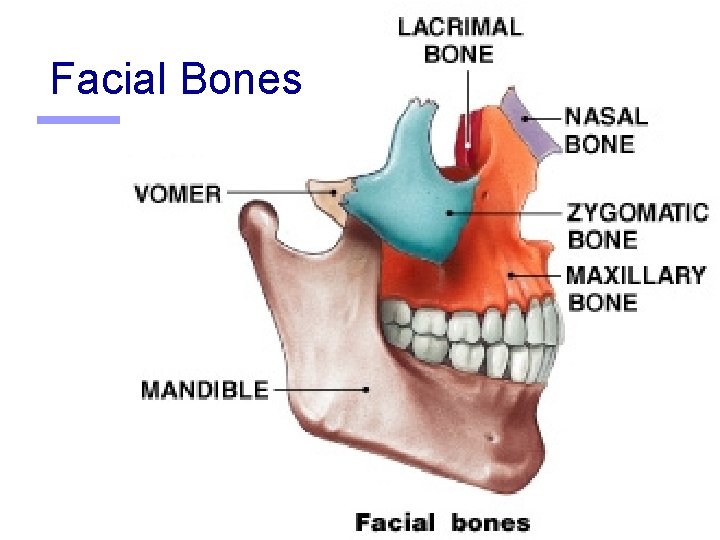 Facial Bones 