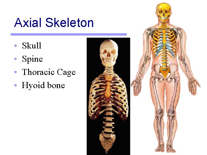 Axial Skeleton • • Skull Spine Thoracic Cage Hyoid bone 