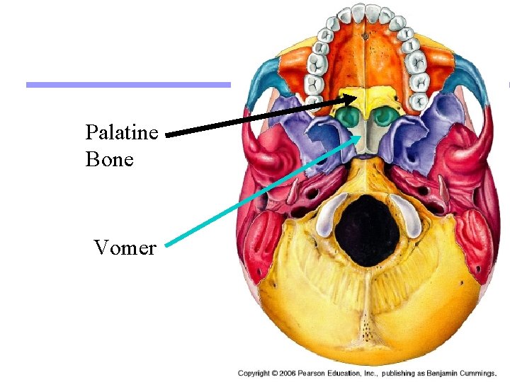 Palatine Bone Vomer 