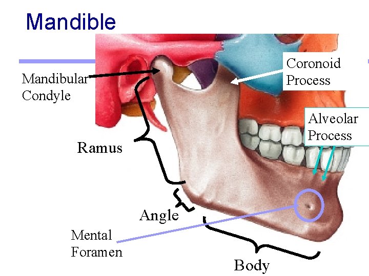 Mandible Coronoid Process Mandibular Condyle Alveolar Process Ramus Angle Mental Foramen Body 
