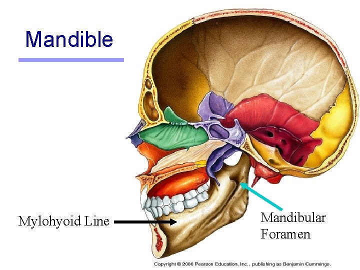 Mandible Mylohyoid Line Mandibular Foramen 