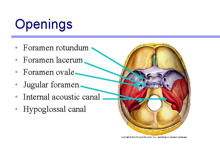 Openings • • • Foramen rotundum Foramen lacerum Foramen ovale Jugular foramen Internal acoustic