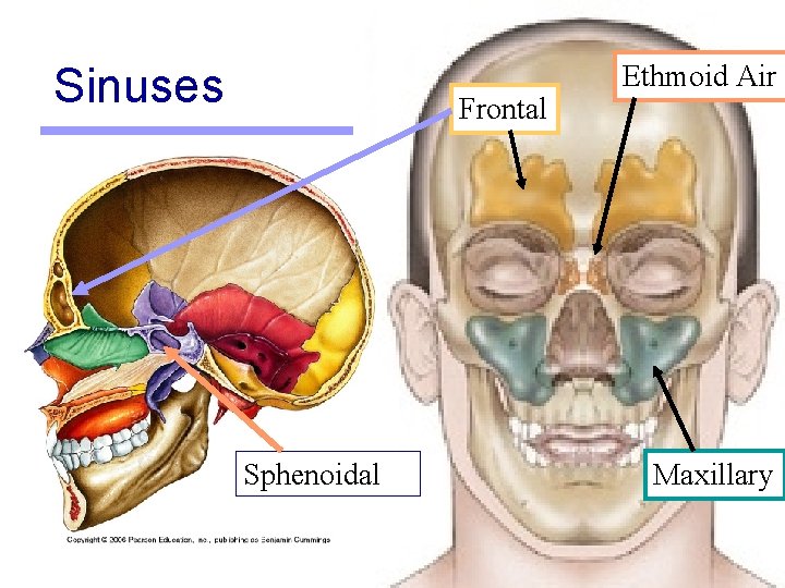 Sinuses Frontal Sphenoidal Ethmoid Air C Maxillary 