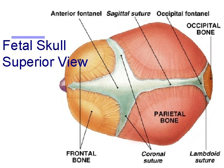 Fetal Skull Superior View 