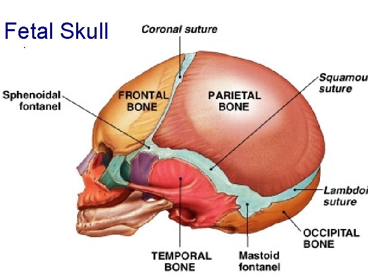 Fetal Skull 