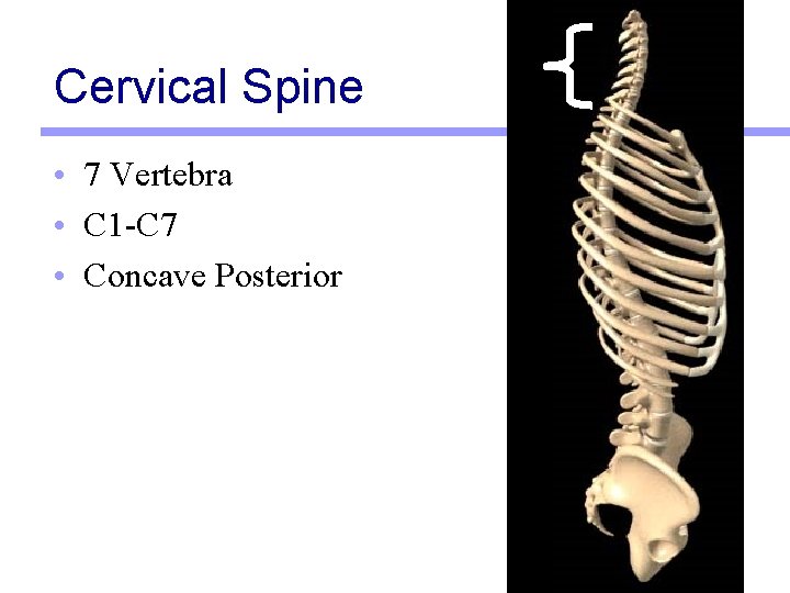Cervical Spine • 7 Vertebra • C 1 -C 7 • Concave Posterior 