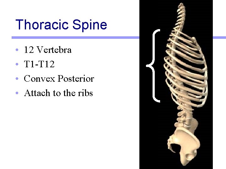 Thoracic Spine • • 12 Vertebra T 1 -T 12 Convex Posterior Attach to