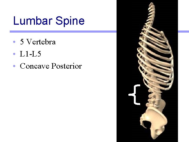 Lumbar Spine • 5 Vertebra • L 1 -L 5 • Concave Posterior 