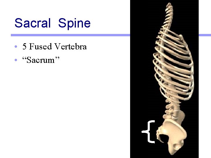 Sacral Spine • 5 Fused Vertebra • “Sacrum” 