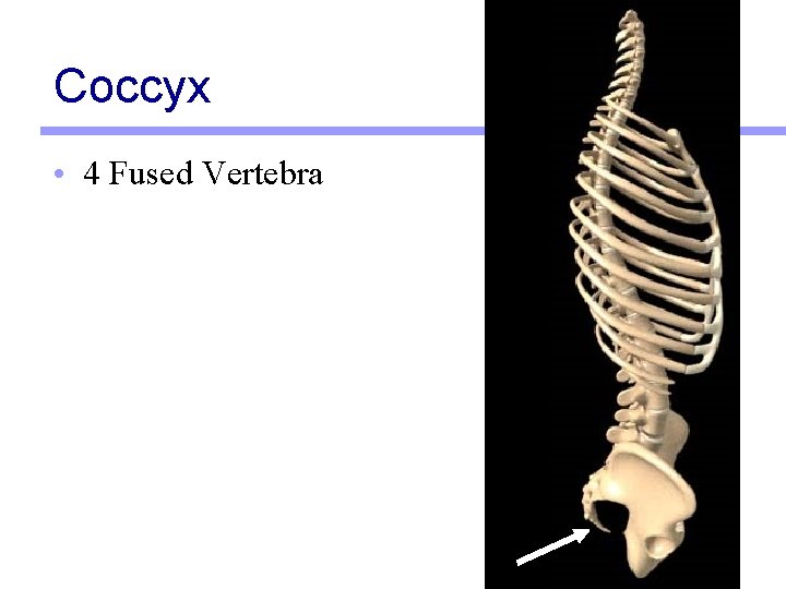 Coccyx • 4 Fused Vertebra 