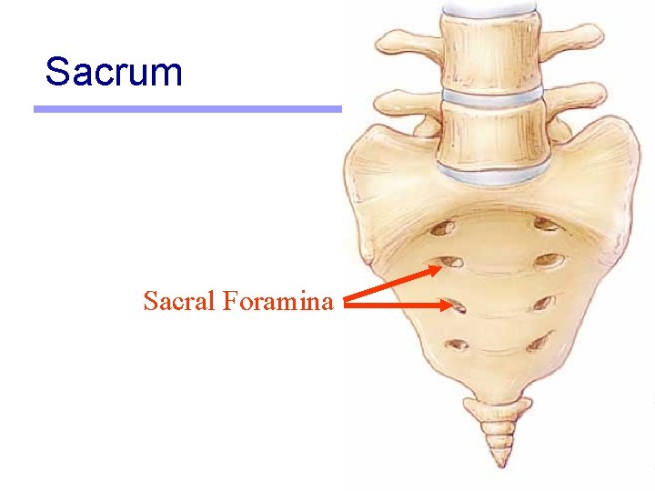 Sacrum Sacral Foramina 