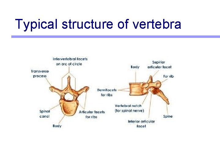 Typical structure of vertebra 