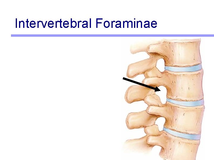 Intervertebral Foraminae 