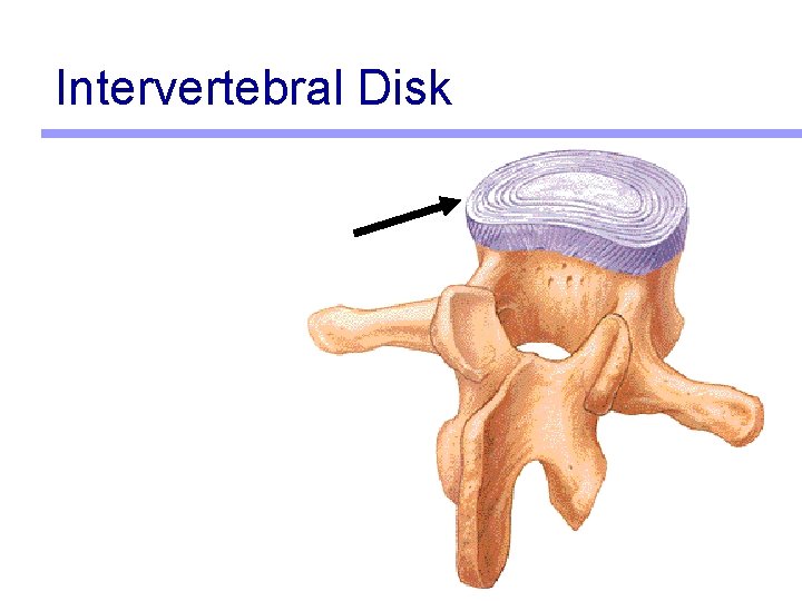 Intervertebral Disk 