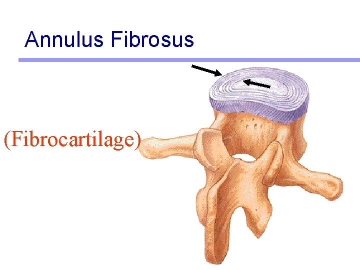 Annulus Fibrosus (Fibrocartilage) 