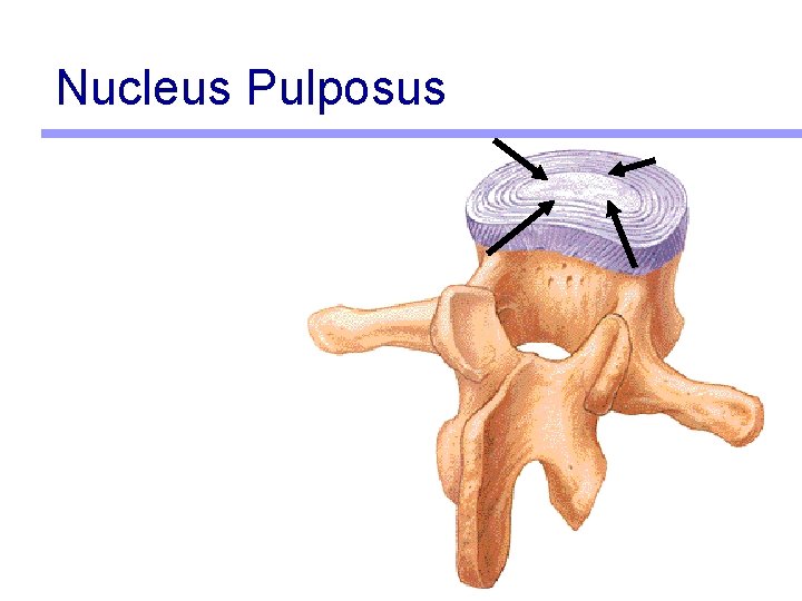 Nucleus Pulposus 