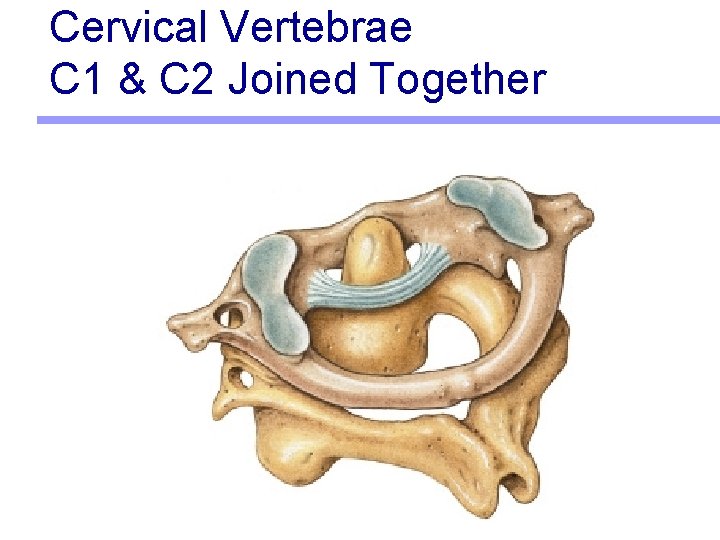 Cervical Vertebrae C 1 & C 2 Joined Together 